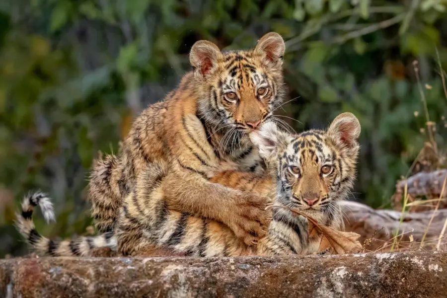 Tigress with cubs on a forest road