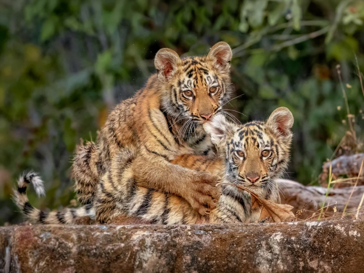 Explore jungle lodges