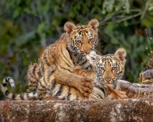 Top things to do in Tadoba gallery image 5