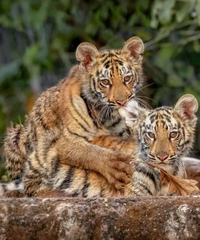 Tadoba