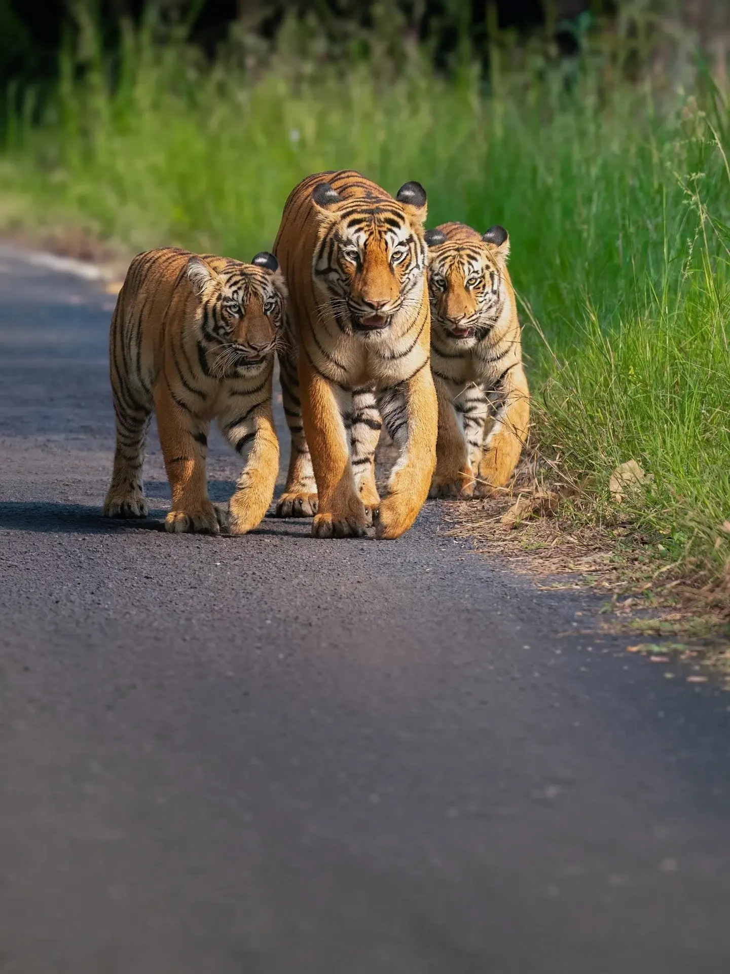 Tigress walking down a forest road with two large cubs
