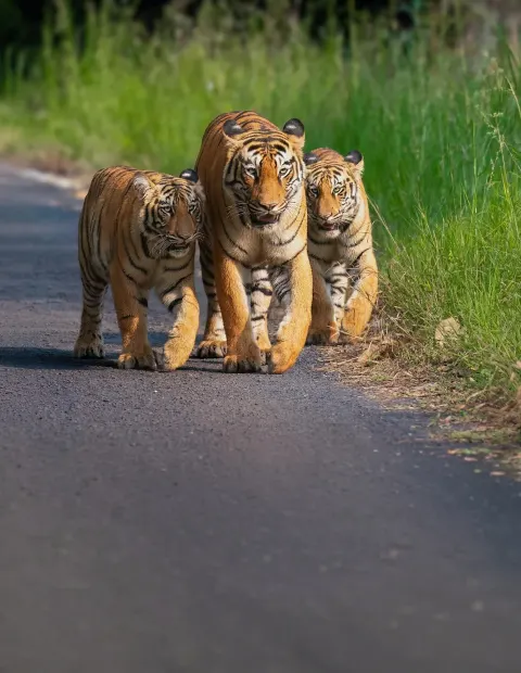 Bor Tiger Safari — Extended Safari — Maharashtra
