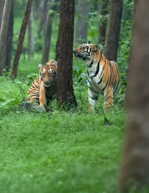 Bor Tiger Safari — Maharashtra