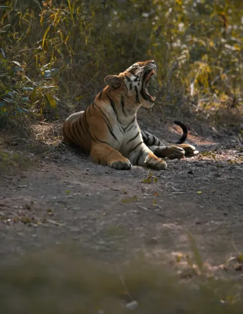 Bor Tiger Safari — Extended Safari — Maharashtra