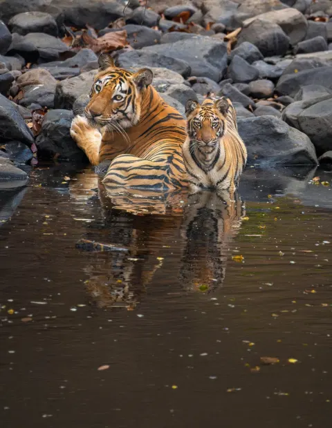 Tipeshwar Tiger Safari — Maharashtra