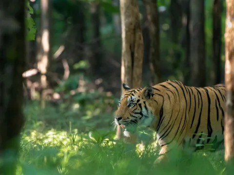 Leopards at Last Light: Spotting Central India's Shyest Big Cat