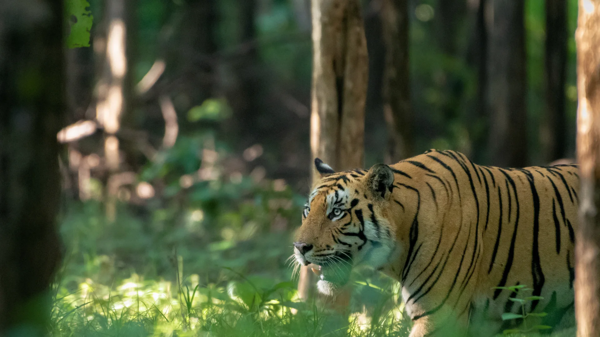 Bengal tiger moving through an Indian forest