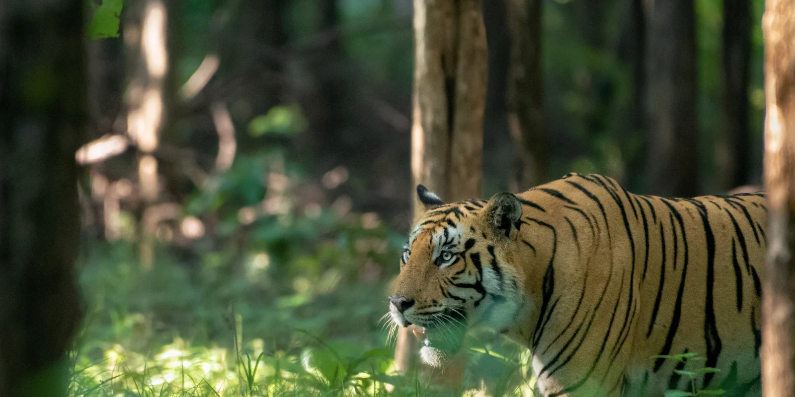 Leopards at Last Light: Spotting Central India's Shyest Big Cat