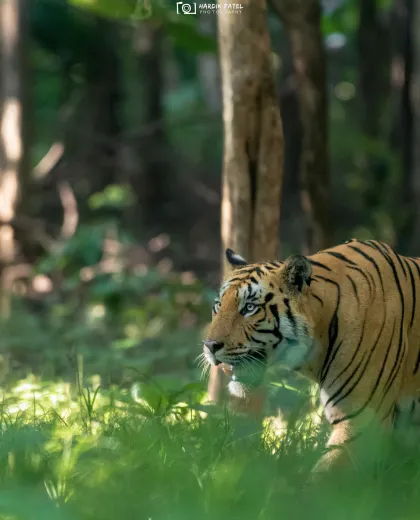 Leopards at Last Light: Spotting Central India's Shyest Big Cat