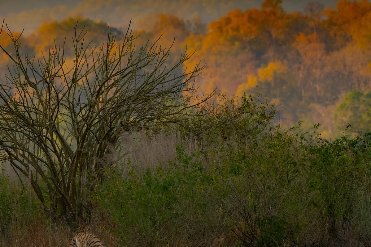 Naturalists vs. Guides: Why Who's Driving Your Jeep Matters