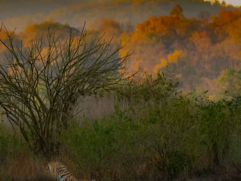 Naturalists vs. Guides: Why Who's Driving Your Jeep Matters