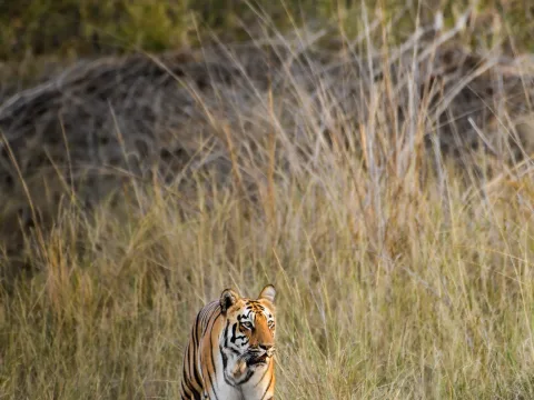Monsoon Safaris: Why the Rains Bring Out the Best Sightings