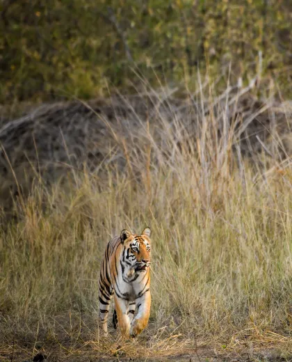 Monsoon Safaris: Why the Rains Bring Out the Best Sightings