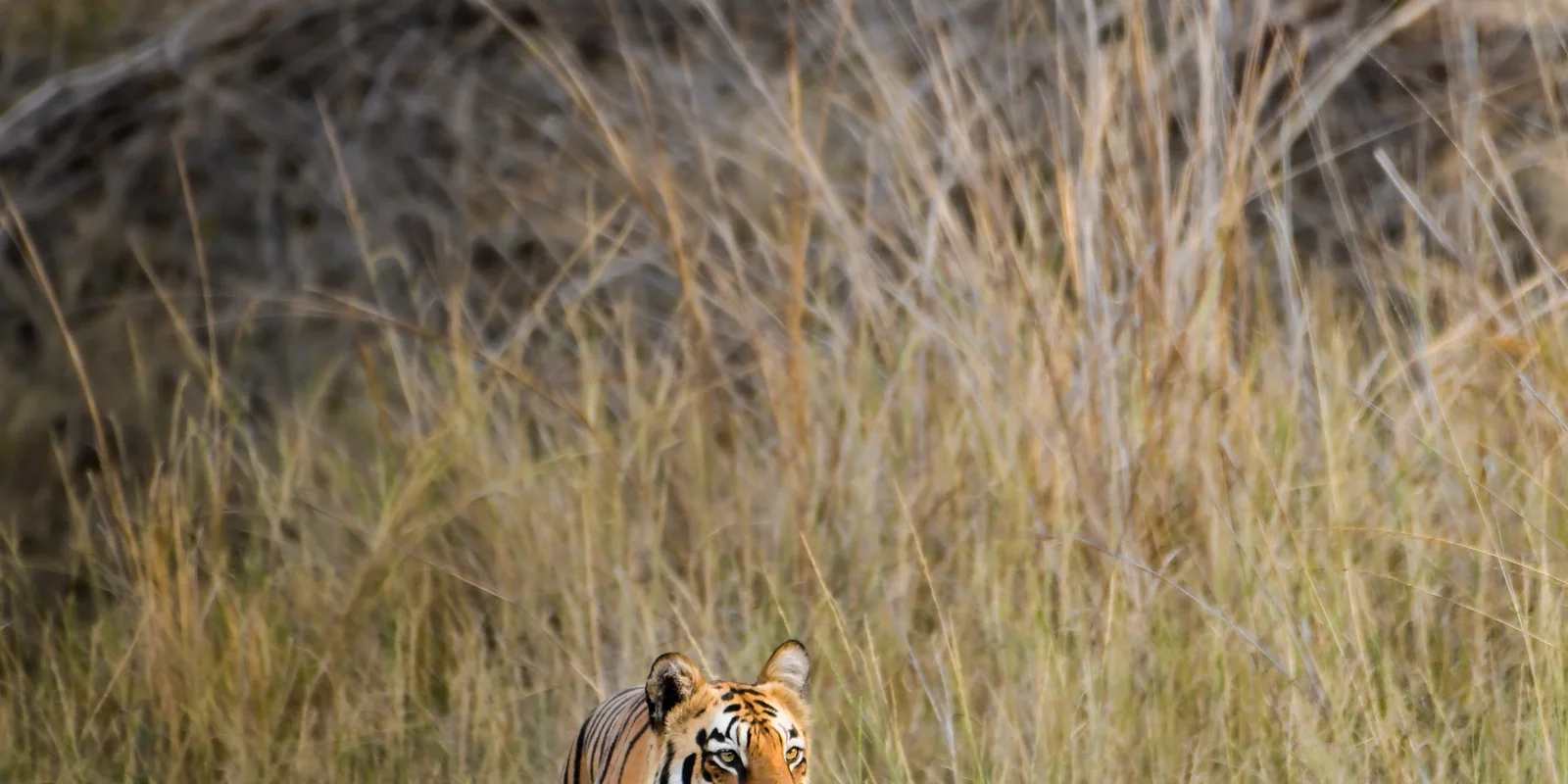 Monsoon Safaris: Why the Rains Bring Out the Best Sightings