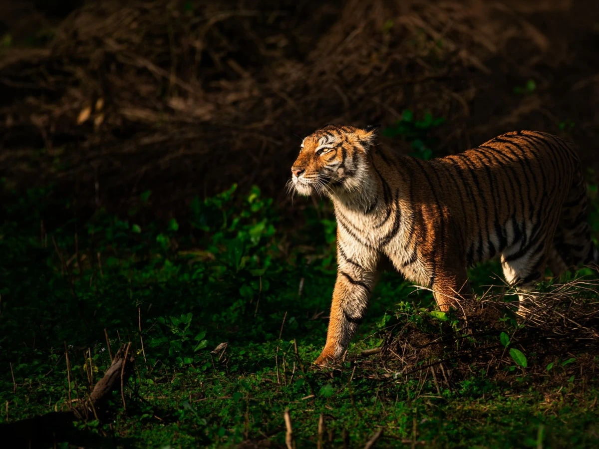 Panna — Madhya Pradesh