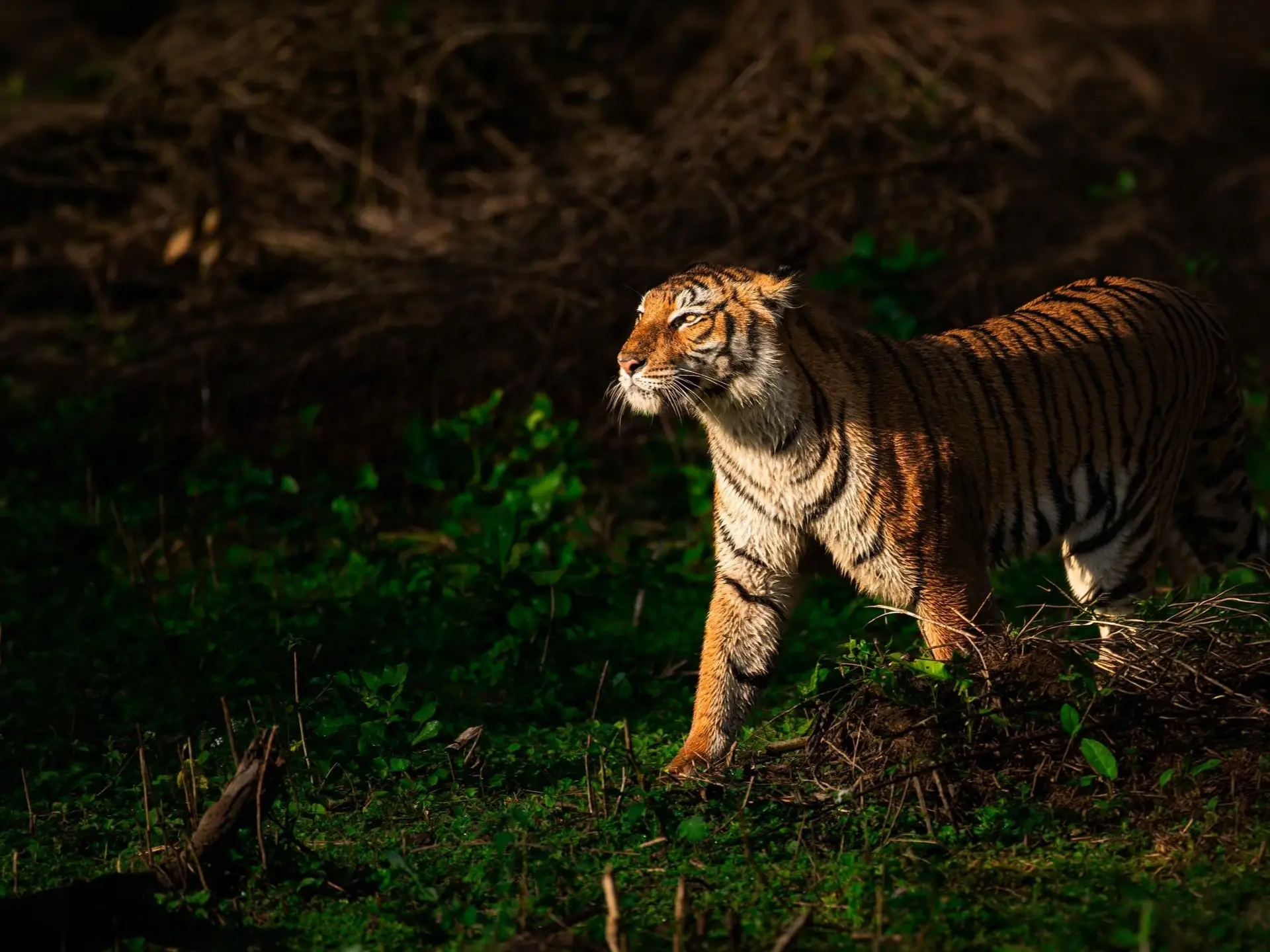 Tiger walking through the forest in low light