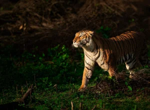 Pench wildlife — 2-day itinerary
