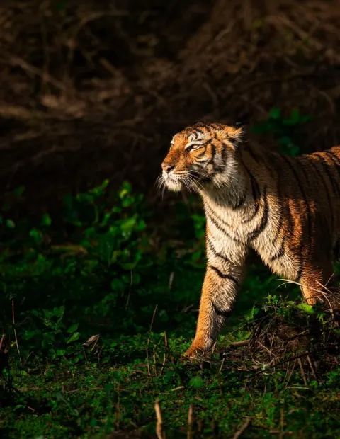 Tadoba Tiger Safari — Maharashtra