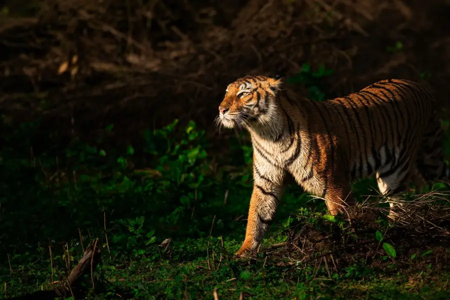 Buffer-zone night safari