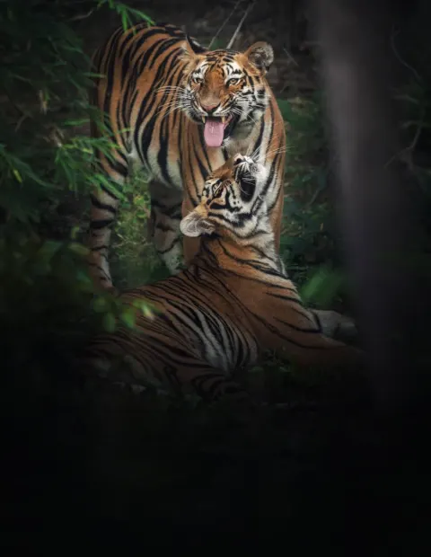 Bor Tiger Safari — Extended Safari — Maharashtra