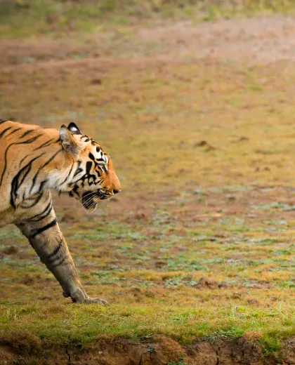 Elephants at Dawn: A Morning in Kanha National Park