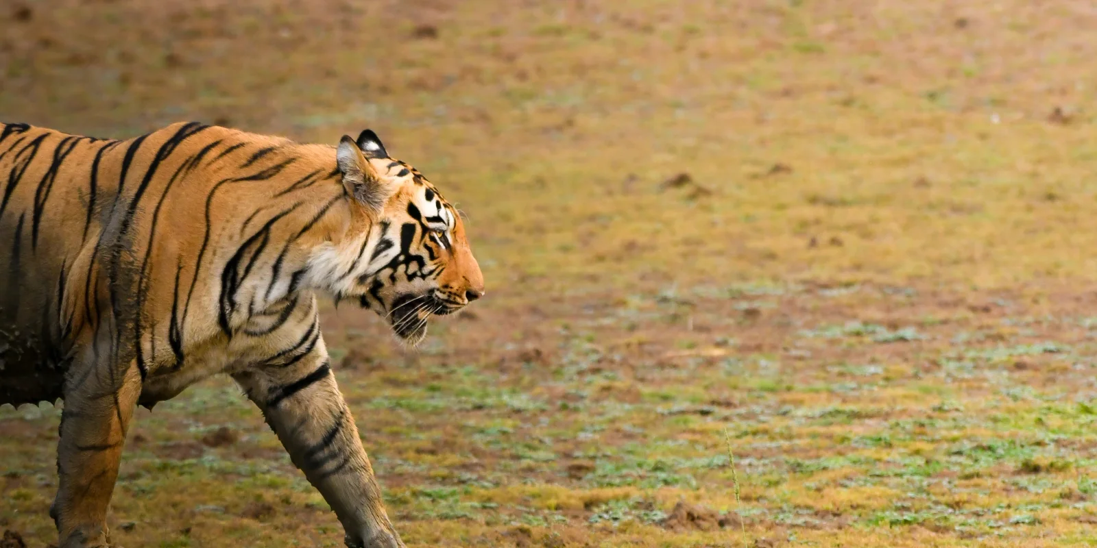Elephants at Dawn: A Morning in Kanha National Park