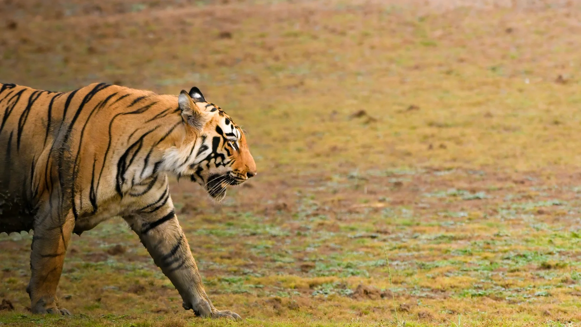 Tiger resting beneath a tree in India