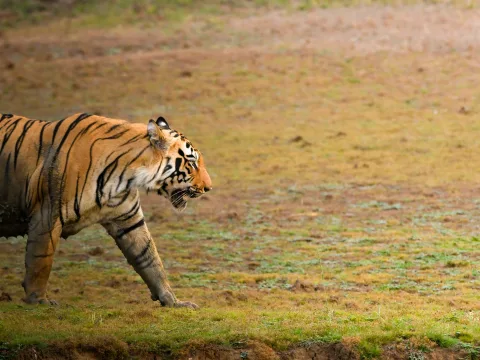 Elephants at Dawn: A Morning in Kanha National Park