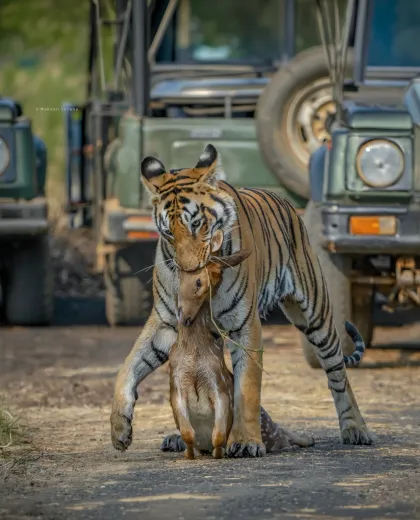 Umred-Karhandla Wildlife Sanctuary: India's Most Underrated Tiger Safari