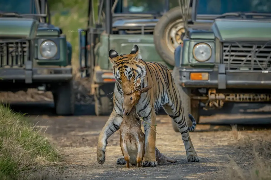 Tiger crossing the track ahead of a safari jeep