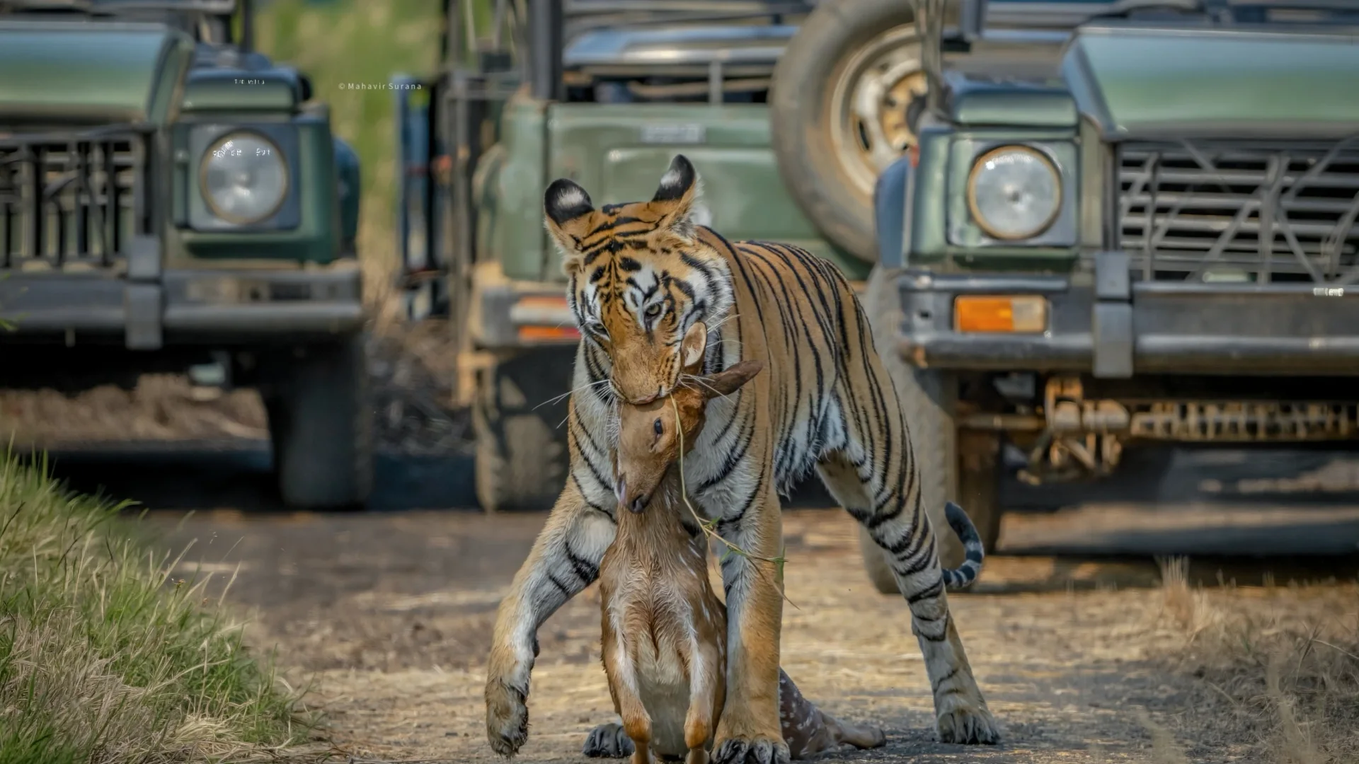 Safarijeep auf einer Waldpiste in einem indischen Tigerreservat