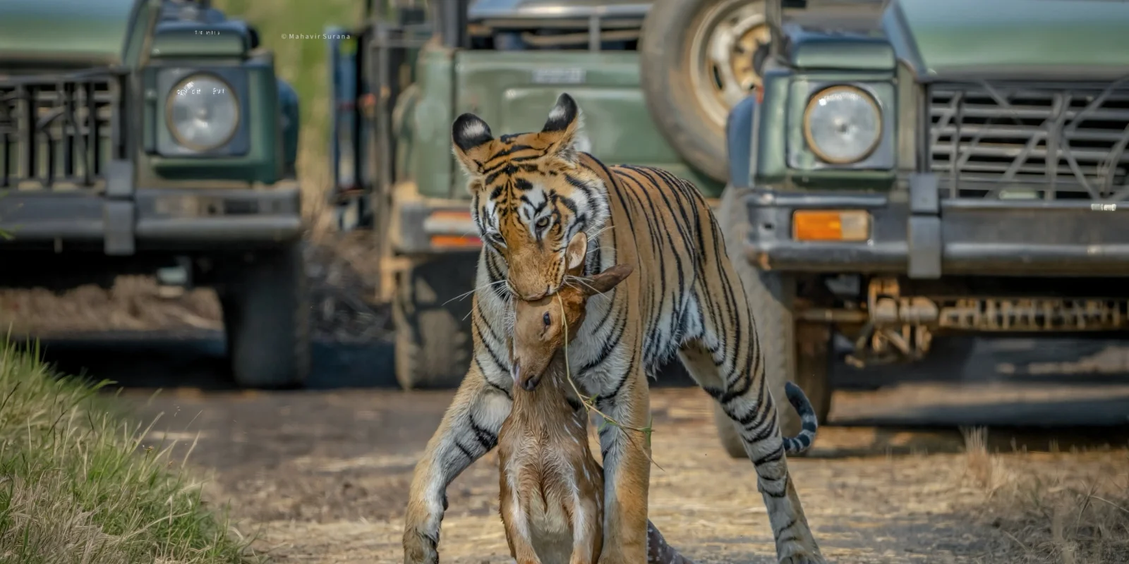 Umred-Karhandla Wildlife Sanctuary: India's Most Underrated Tiger Safari