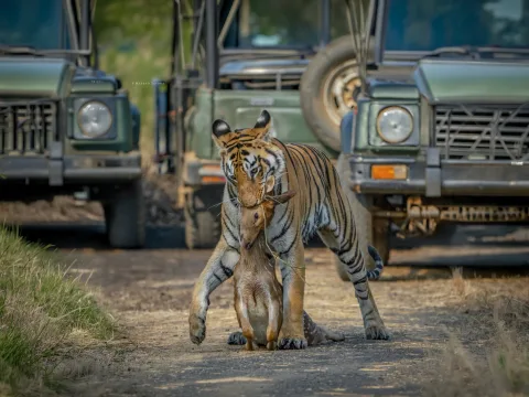 Umred-Karhandla Wildlife Sanctuary: India's Most Underrated Tiger Safari