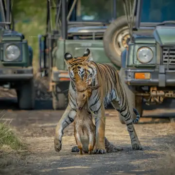 Royal Bengal Tiger