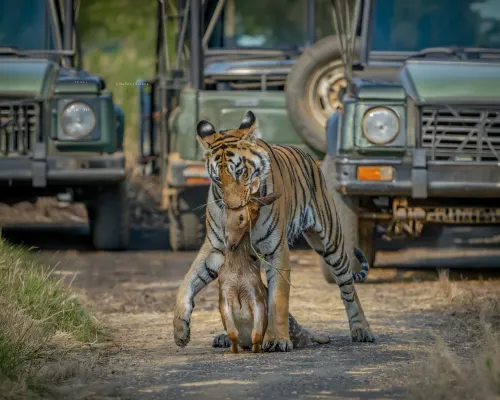 Getting to India’s jungles gallery image 2