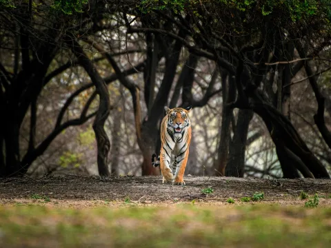 Ranthambore's Ruins: Safaris Through a Living Fort