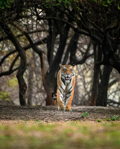 Ranthambore's Ruins: Safaris Through a Living Fort