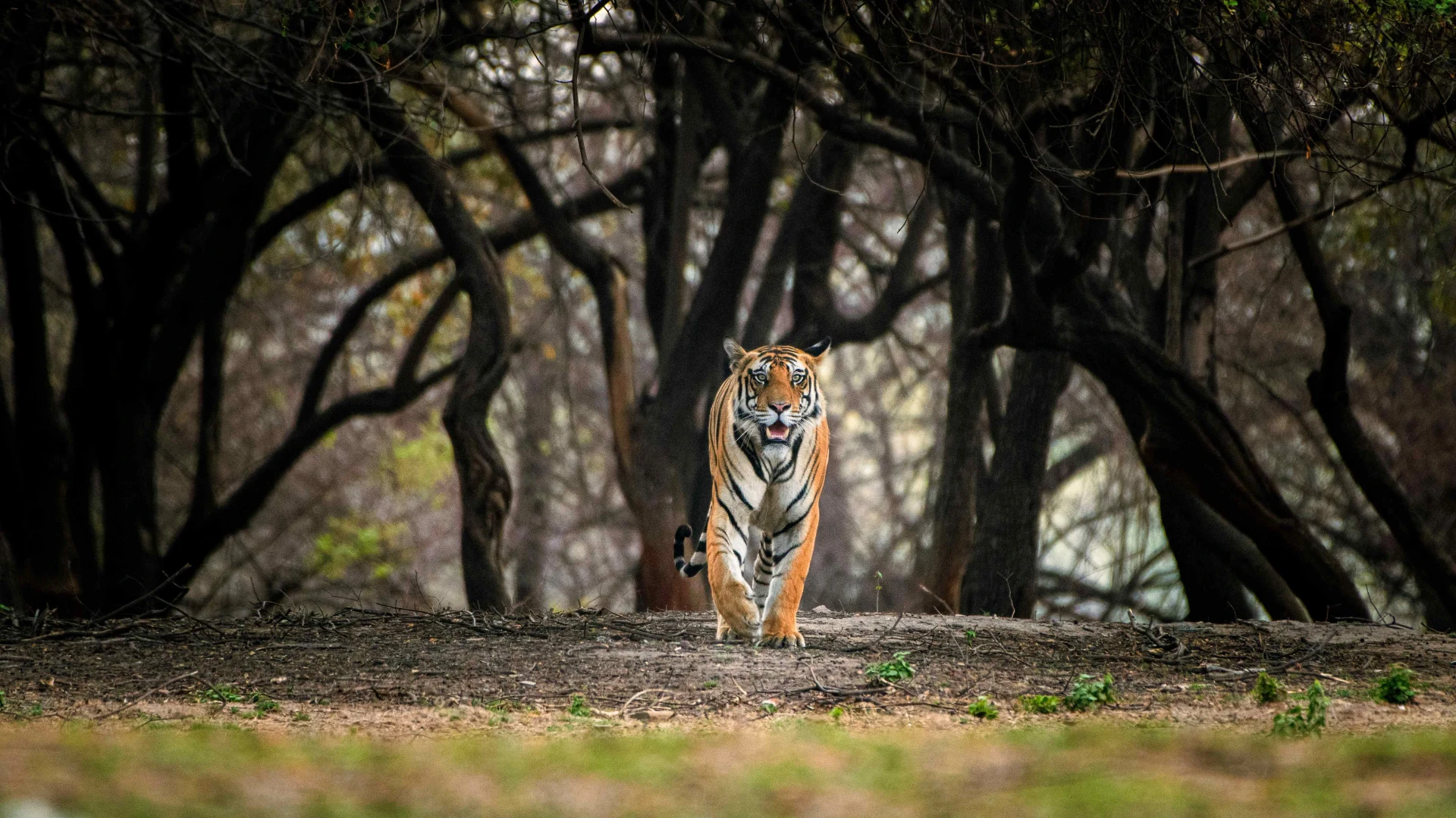 Bengal tiger resting beneath a tree in an Indian forest