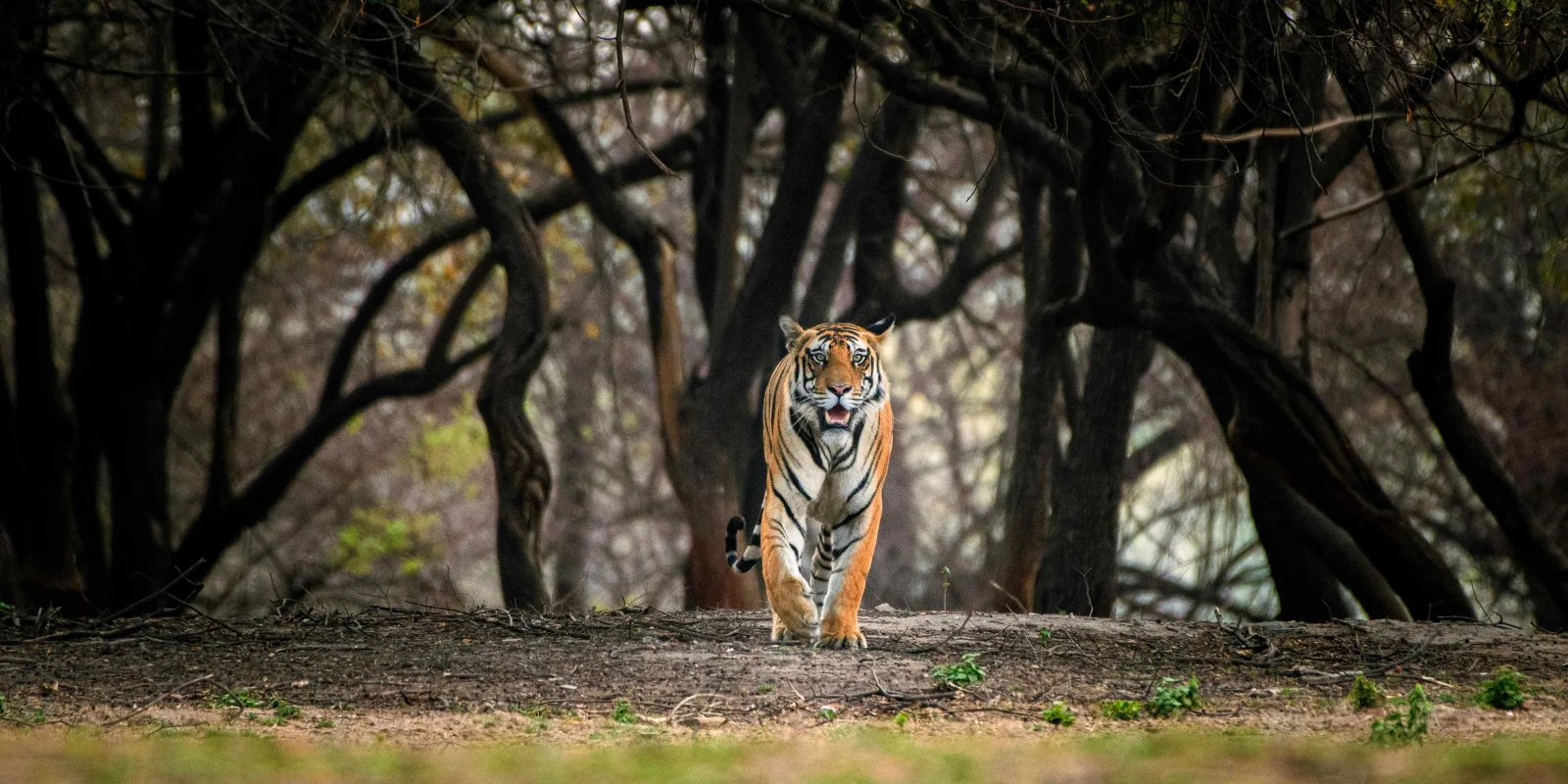 Ranthambore's Ruins: Safaris Through a Living Fort