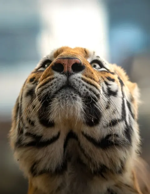 Bor Tiger Safari — Short Break — Maharashtra