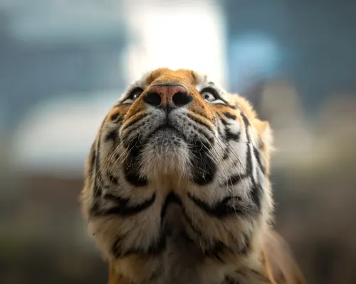 Top things to do in Tadoba gallery image 4