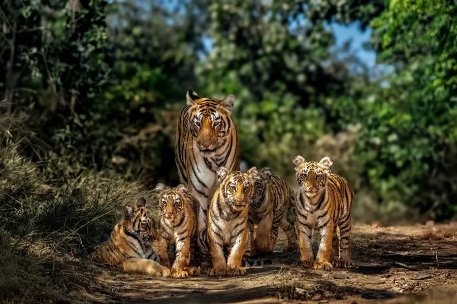 Bengal tiger portrait in the teak forest