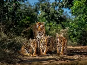 Bengal tiger in the wild