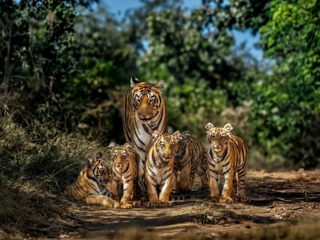Bandhavgarh Tiger Safari — Madhya Pradesh
