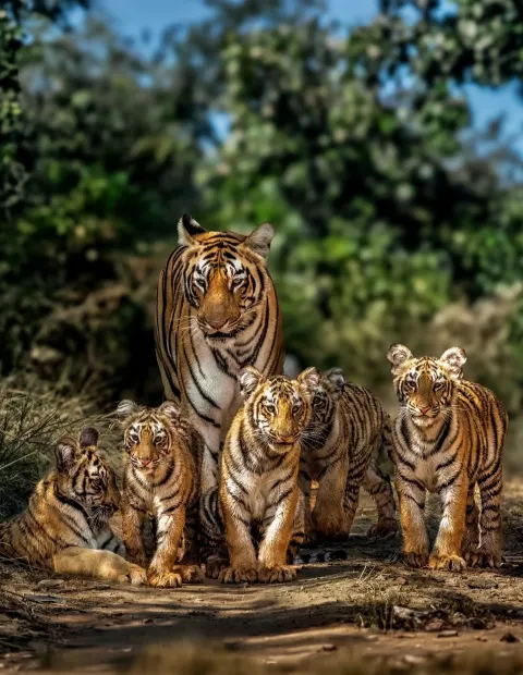 Bandipur Tiger Safari — Extended Safari — Karnataka