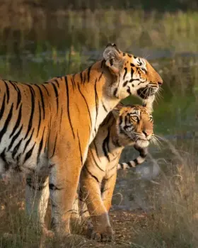 Bengal tiger in the wild