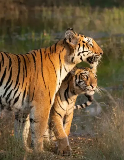 Nagzira Wildlife Safari — Weekend Getaway — Maharashtra