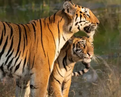 Best time to visit India’s jungles gallery image 2
