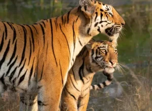 Pilibhit wildlife — 3-day itinerary