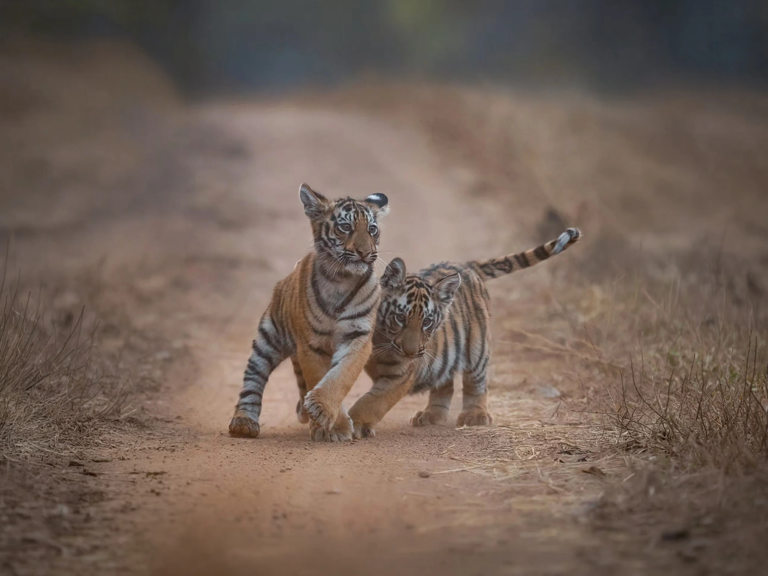 Bor Tiger Safari — Short Break — Maharashtra